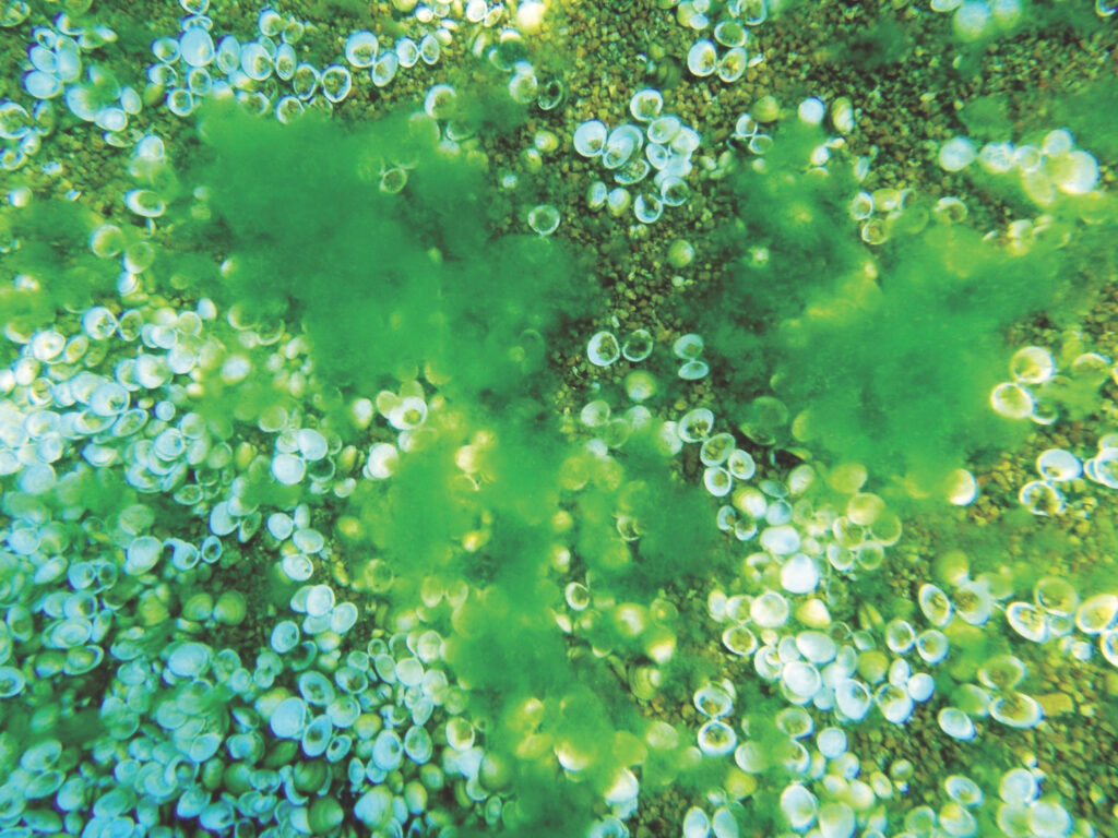 Lake Tahoe algal blooms, climate change, invasive clams — H2O IQ