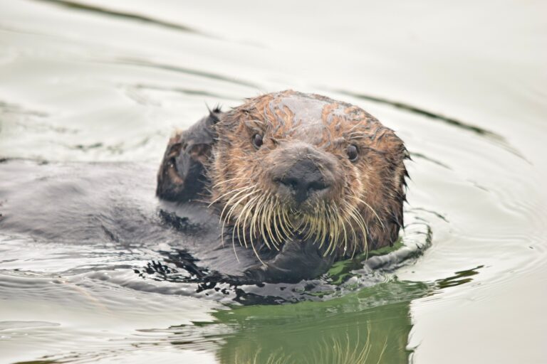 Feasting sea otters help reduce erosion, study says