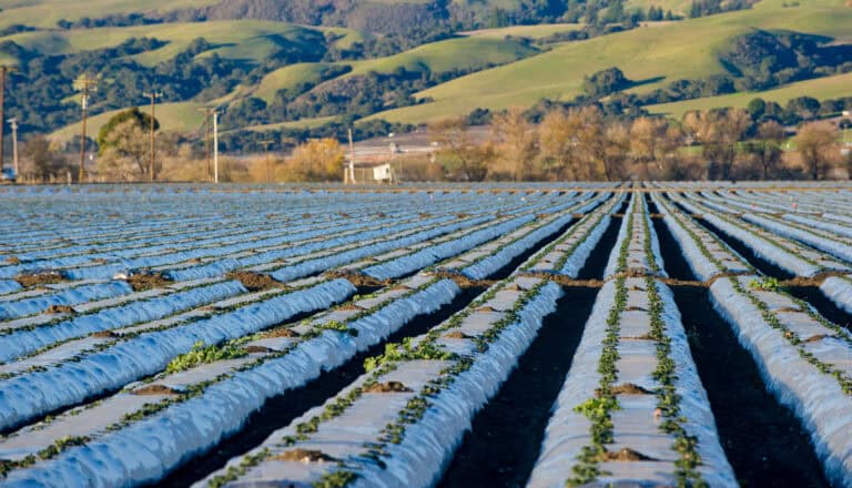 NOTEBOOK FEATURE: Are farm fields a hidden source of microplastics?