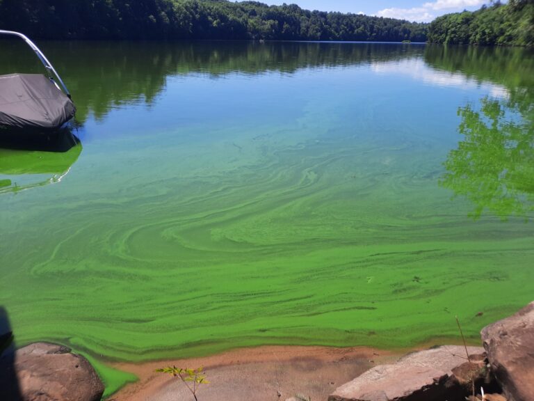 What’s the Deal With Toxic Algae?