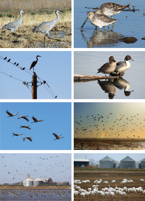 Spotlight On The Pacific Flyway In The Sacramento Valley