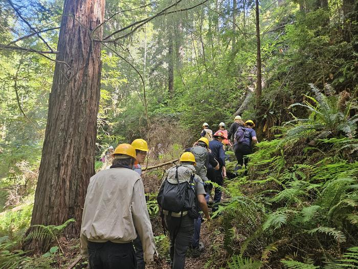 Protecting communities and watersheds through research in a redwood forest