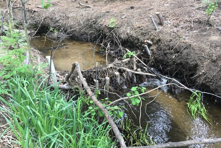 Beaver Dams for All