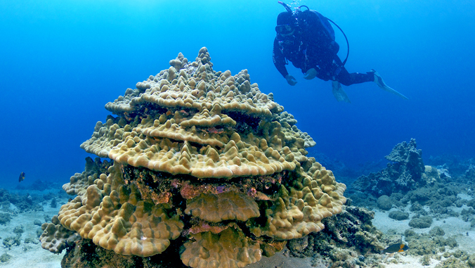 Saving corals requires cutting carbon emissions, study finds