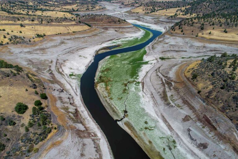 First sighting of salmon in 100 years marks key milestone for California dam removal