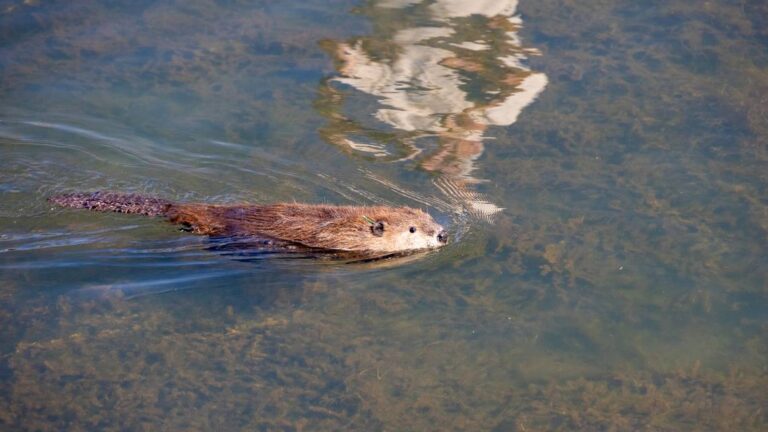 Beaver restoration program brings furry species back to habitats, tribal land across California