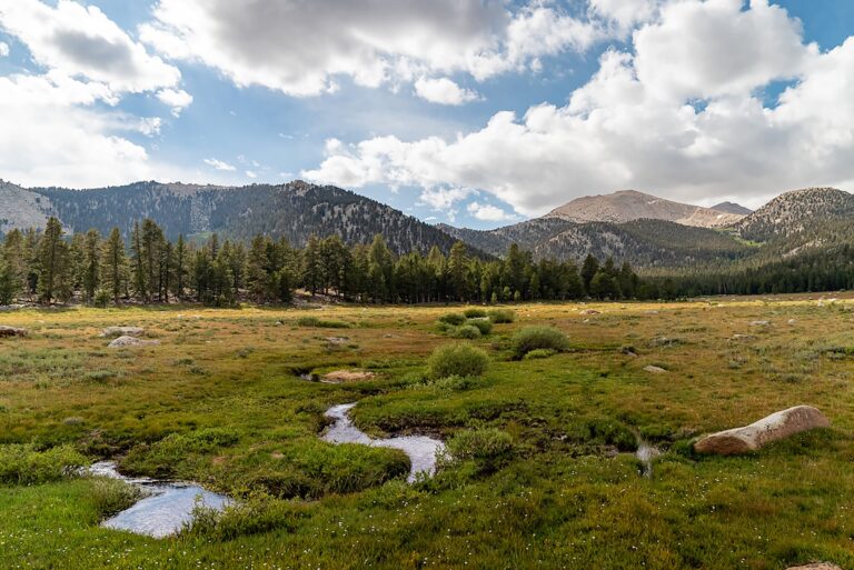 Meadow and watershed restoration in the Golden Trout Wilderness