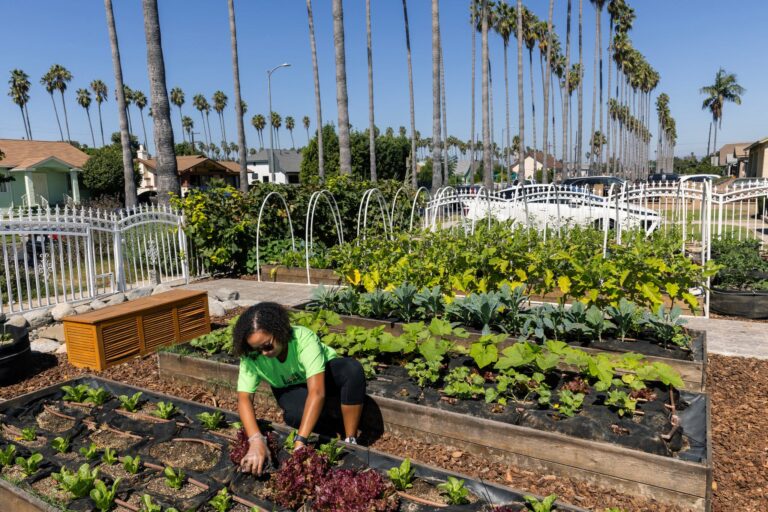 Growing Food Instead of Grass Lawns in California Front Yards