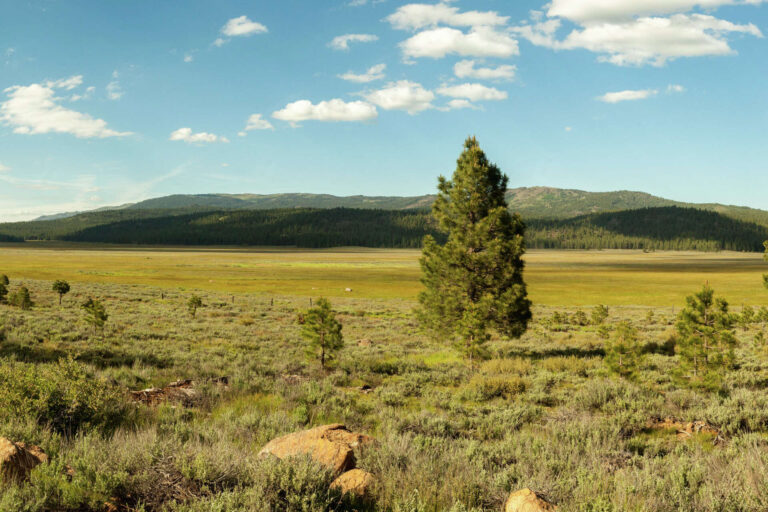 A meadow in the Tahoe National Forest was drying up with sagebrush. Now it’s a lush wetland.